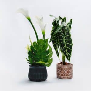 Pandastores_CALLA LILIES AND KALO PLANT_panda-100-019001
